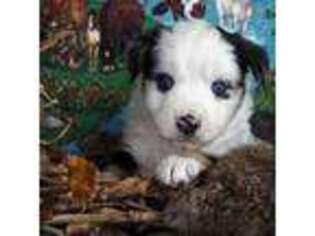 Miniature Australian Shepherd Puppy for sale in Westcliffe, CO, USA