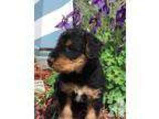 Airedale Terrier Puppy for sale in SAYLORSBURG, PA, USA