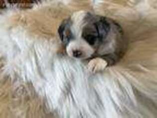Miniature Australian Shepherd Puppy for sale in Brookshire, TX, USA