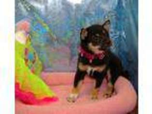 Shiba Inu Puppy for sale in Alma, NE, USA