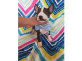Bull Terrier Puppy for sale in Anacoco, LA, USA
