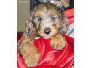 Mutt Puppy for sale in Miamisburg, OH, USA