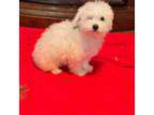 Bichon Frise Puppy for sale in Weatherford, OK, USA