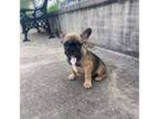 French Bulldog Puppy for sale in Saint Louis, MO, USA