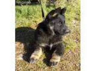 German Shepherd Dog Puppy for sale in Yucca Valley, CA, USA