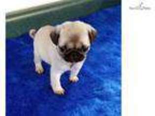 Pug Puppy for sale in Eau Claire, WI, USA