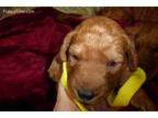 Golden Retriever Puppy for sale in Lafayette, CO, USA
