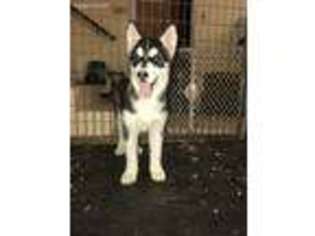 Siberian Husky Puppy for sale in Lowville, NY, USA
