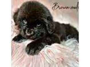 Newfoundland Puppy for sale in Pikeville, TN, USA