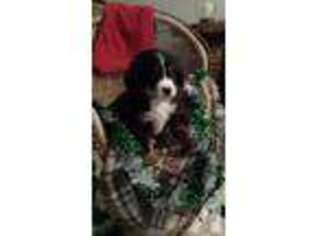 Bernese Mountain Dog Puppy for sale in MONTGOMERY, IN, USA