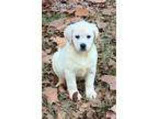 Labrador Retriever Puppy for sale in Lovelady, TX, USA