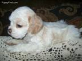 Cocker Spaniel Puppy for sale in Caldwell, ID, USA