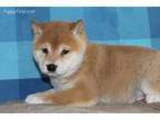 Shiba Inu Puppy for sale in Howard, PA, USA