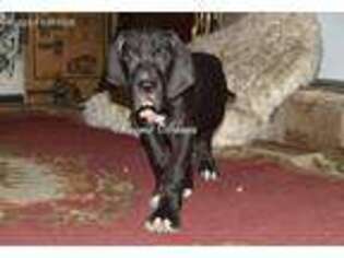 Great Dane Puppy for sale in Trussville, AL, USA
