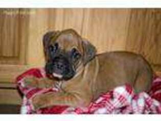 Boxer Puppy for sale in Jonesboro, IL, USA