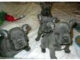 French Bulldog Puppy for sale in Hereford, TX, USA