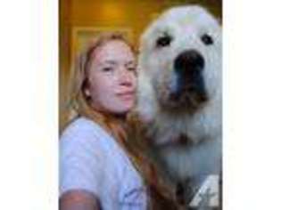 Great Pyrenees Puppy for sale in SILEX, MO, USA