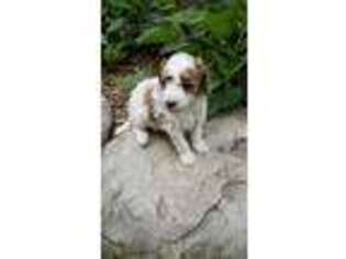 Mutt Puppy for sale in Montrose, PA, USA