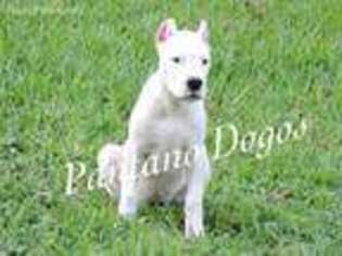Dogo Argentino Puppy for sale in Loxahatchee, FL, USA