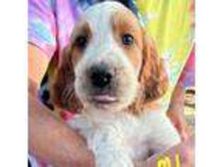 Irish Red and White Setter Puppy for sale in Fountain, FL, USA