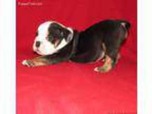 Bulldog Puppy for sale in Luther, OK, USA