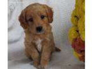 Goldendoodle Puppy for sale in Geneva, NY, USA
