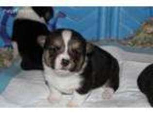Pembroke Welsh Corgi Puppy for sale in Powell Butte, OR, USA