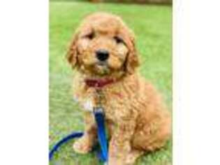 Goldendoodle Puppy for sale in Durham, NC, USA