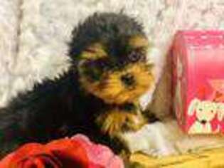 Yorkshire Terrier Puppy for sale in Saratoga Springs, UT, USA