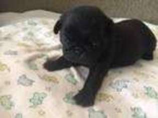 Pug Puppy for sale in BIG BEAR CITY, CA, USA
