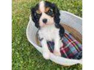 Cavalier King Charles Spaniel Puppy for sale in Marietta, OH, USA