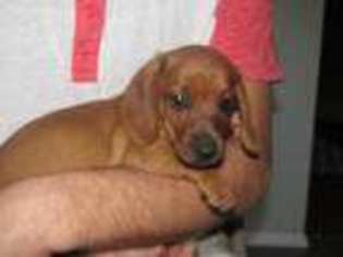 Dachshund Puppy for sale in Loysville, PA, USA