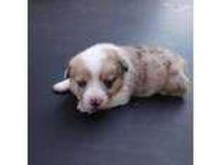 Pembroke Welsh Corgi Puppy for sale in Timpson, TX, USA