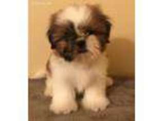 Mutt Puppy for sale in Bogalusa, LA, USA