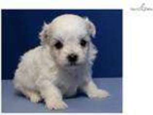 Mutt Puppy for sale in Edinburg, TX, USA