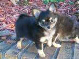 Chihuahua Puppy for sale in Billings, MO, USA
