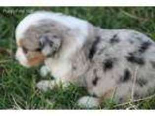 Miniature Australian Shepherd Puppy for sale in Marlow, OK, USA