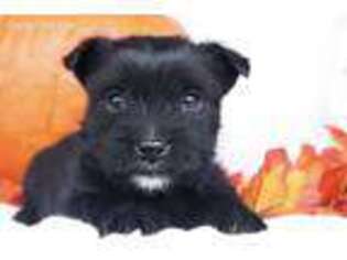Norwich Terrier Puppy for sale in Mifflintown, PA, USA