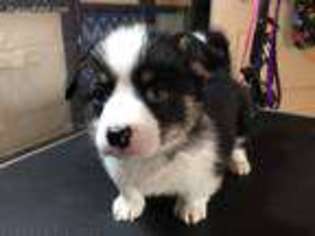 Pembroke Welsh Corgi Puppy for sale in Potlatch, ID, USA