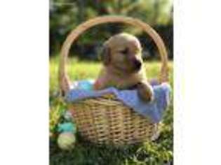 Golden Retriever Puppy for sale in Ozark, AL, USA