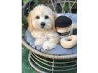 Mutt Puppy for sale in Hidden Hills, CA, USA