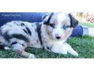 Miniature Australian Shepherd Puppy for sale in Jamul, CA, USA