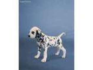 Dalmatian Puppy for sale in Holland, MI, USA