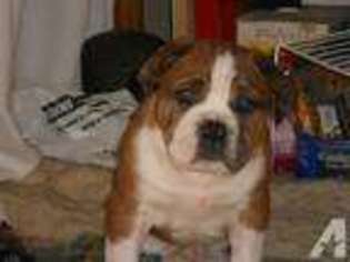 Olde English Bulldogge Puppy for sale in BRUNSWICK, MI, USA