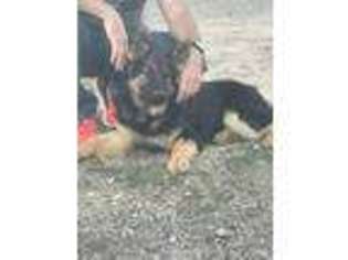 German Shepherd Dog Puppy for sale in Windsor, CO, USA