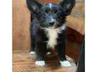 Miniature Australian Shepherd Puppy for sale in Hardwick, MA, USA