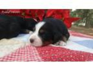 Bernese Mountain Dog Puppy for sale in Brooksville, FL, USA
