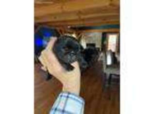 Pug Puppy for sale in Franklin, NC, USA