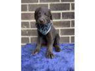 Labradoodle Puppy for sale in Springfield, PA, USA