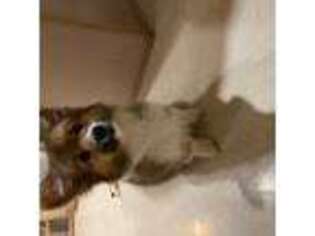 Pembroke Welsh Corgi Puppy for sale in Green Bay, WI, USA